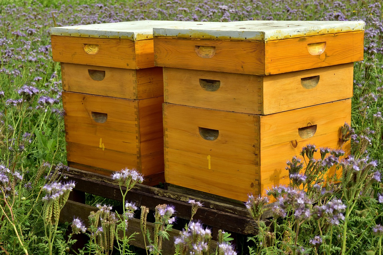 A lit beeswax pillar or taper candle in a home setting, or the hives on the farm, to show where the candles come from.